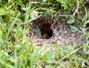 Wasp carrying ball of mud away from its nest
