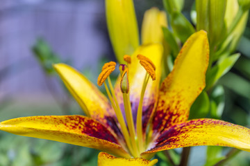 Obraz premium Beautiful flowers of Lilium in green garden in sunny summer day