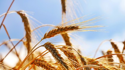 &Auml;hren nah Gersten vor blauem Hintergrund 