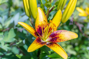 Beautiful flowers of Lilium in green garden in sunny summer day