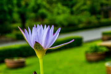 This beautiful waterlily or lotus flower is complimented by the rich colors of the deep blue water...