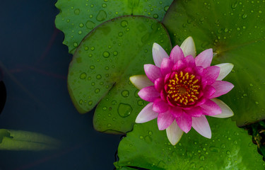 This beautiful waterlily or lotus flower is complimented by the rich colors of the deep blue water...
