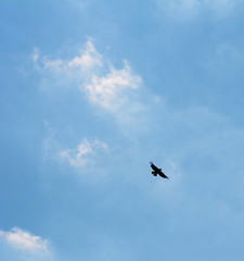 Common buzzard silhouetted in flight