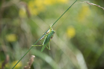 Grasshopper and chrysalis