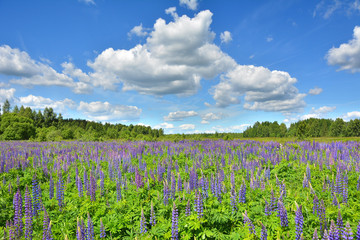 Lupine in a field