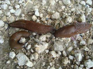 Nacktschnecke auf Kies