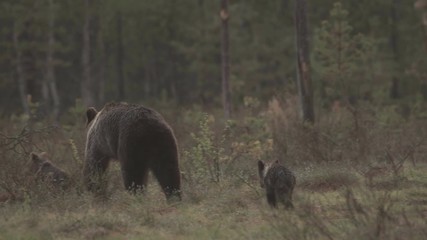 Obraz na płótnie Canvas wild european brown bear