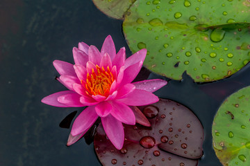 This beautiful waterlily or lotus flower is complimented by the rich colors of the deep blue water...