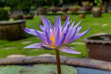 This beautiful waterlily or lotus flower is complimented by the rich colors of the deep blue water...