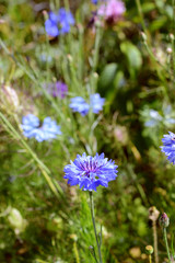 Blue cornflower, growing among purple and pink flowers
