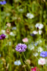 Lilac cornflower against background of colourful flowers