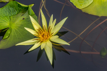 This beautiful waterlily or lotus flower is complimented by the rich colors of the deep blue water...
