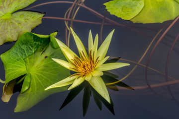 This beautiful waterlily or lotus flower is complimented by the rich colors of the deep blue water...