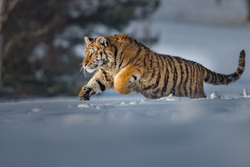 Naklejka na ściany i meble Siberian Tiger in the snow (Panthera tigris) 