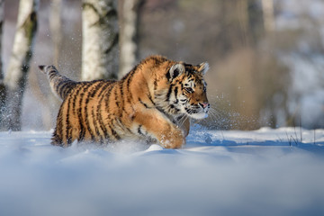 Siberian Tiger in the snow (Panthera tigris) 