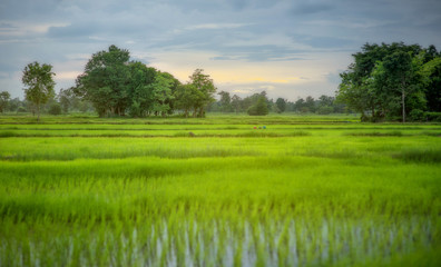 Transplant rice seedlings in rice field, Asian farmer is withdrawn seedling and kick soil flick of Before the grown in paddy field,Thailand, Farmer planting rice in the rainy season.