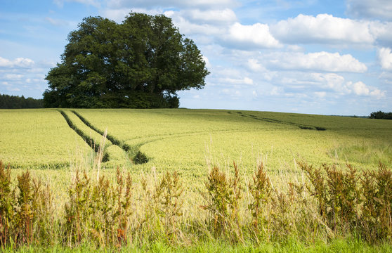 Landwirtschaft mit Getreidefeld im Sommer unter blauem Himmel in Schleswig-Holstein, Deutschland 