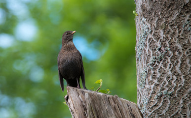 Amsel
