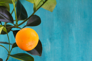 Mandarin branch on blue wooden background.Citrus fruit. Copy space for your text.