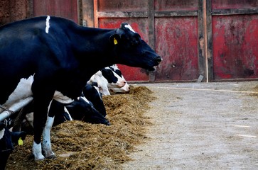 A cow wanting to stand alone