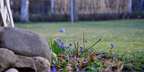 First runners of spring