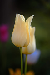 Fototapeta premium Zwei Tulpenblüten