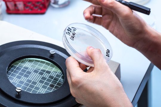 Researcher performic a scientific experiment