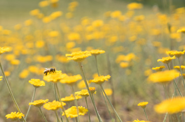Biene auf gelben Blüten © gelilewa