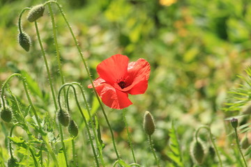 Poppy