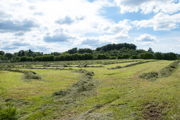 Heuernte unter blauem Himmel im Sommer in Schleswig-Holstein, Deutschland
