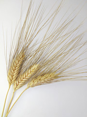 Wheat over white background