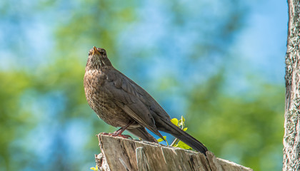 Amsel