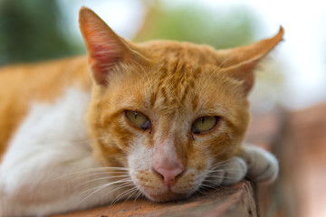 Fototapeta premium Cats who live in Temple. In Thailand.