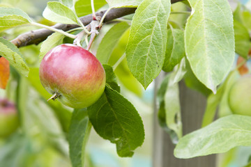 Red apple on a tree