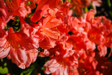 Azaleas, rhododendrons bloom beautifully in the Park.
