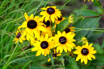 Bunch of black eyed susan flowers. Yellow flowers with dark middle n flowerbed.