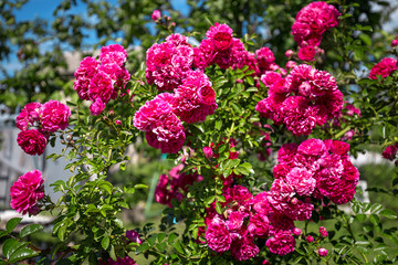 shrub rose flowers red rose color in the greenery on a sunny summer day at the cottage and hacienda in the garden. beautiful natural background