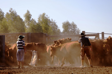 Fazenda de gado