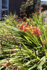 Crocosmia Japanese Gladiolus coming in to bloom