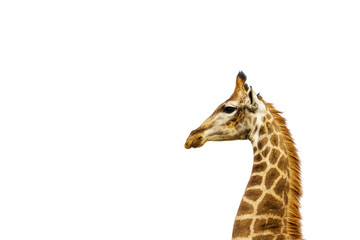 A giraffe's neck isolated on a white background