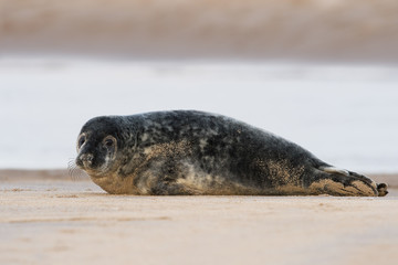 Atlantic Grey Seal (Halichoerus grypus)/Atlantic Grey Seal Pup on sandy beach