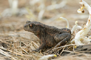 Common Toad (Bufo bufo)/Juvenile Toad in long dry yellow grass stalks