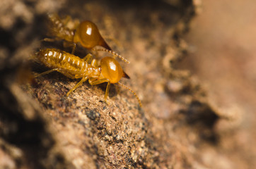 termite standing on tree bark and looking for some thing.