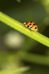 Ladybug on plant stem from Newbury, New Hampshire