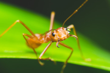 red ant stand on leaf and open the mouth.