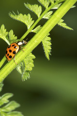 Ladybug on plant stem from Newbury, New Hampshire