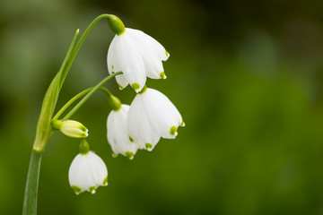 Frühlingsknotenblume