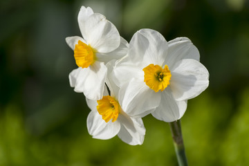 Weiße Narzisse (Narcissus poeticus