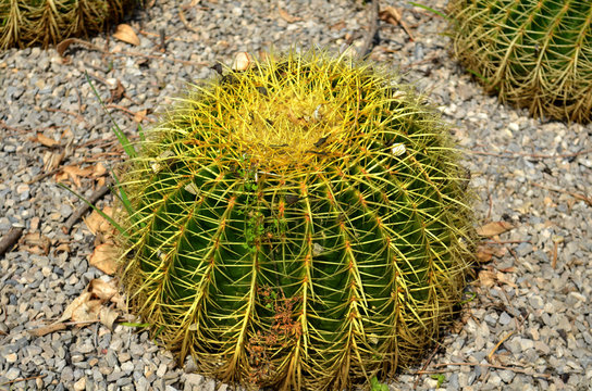 Round cactus