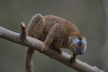 Obraz premium Portrait of ring-tailed Madagascar lemur at smooth background